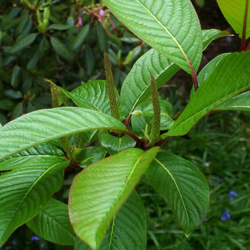 Salix fargesii - Saule de Farges (Feuillage)