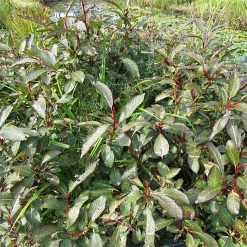 Salix fargesii - Saule de Farges (Port)