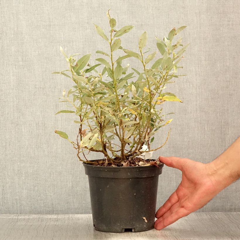 Spécimen de Salix helvetica - Saule de Suisse Pot de 2L/3L tel que livré en été
