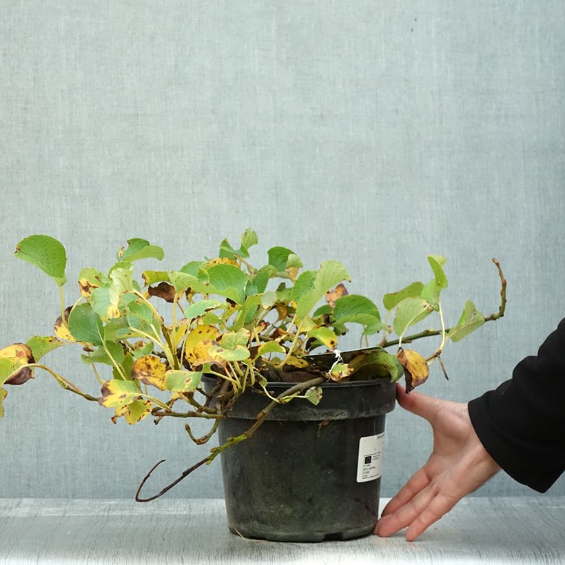 Spécimen de Saule rampant des îles Kouriles -Salix kurilensis Pot de 4L/5L tel que livré en automne