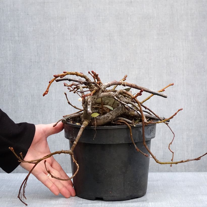 Spécimen de Saule rampant des îles Kouriles -Salix kurilensis Pot de 4L/5LHauteur livrée env. 20/30cm tel que livré en hiver