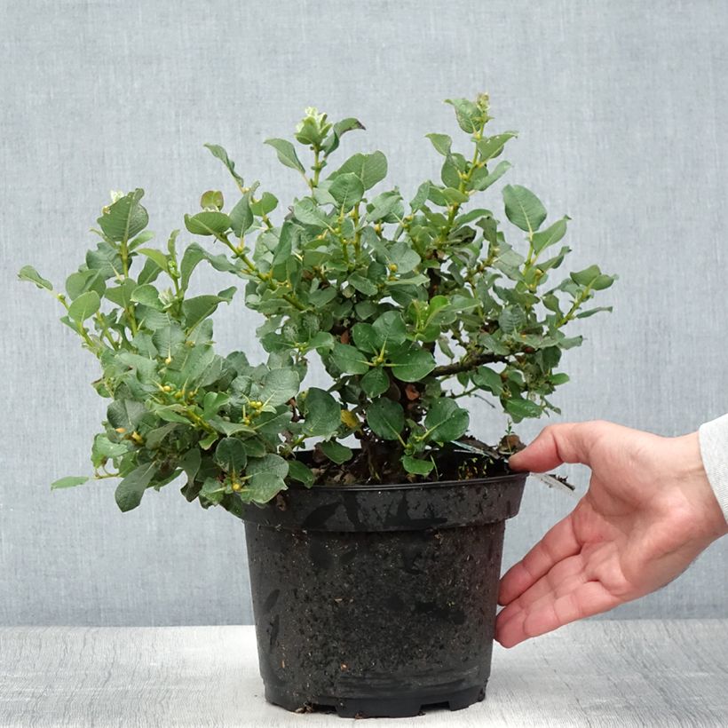 Spécimen de Salix lanata - Saule laineux Pot de 2L/3L tel que livré en été