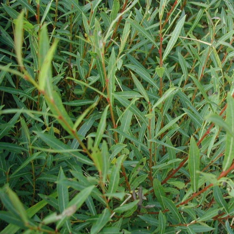 Osier rouge - Salix purpurea (Feuillage)