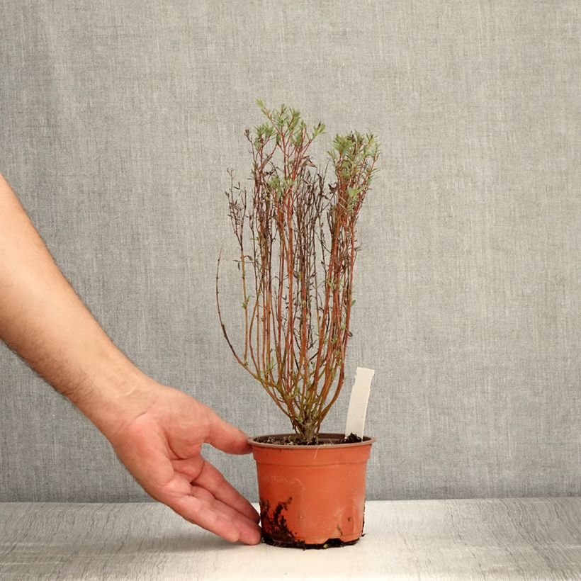 Spécimen de Salix purpurea Nana - Saule pourpre Godet de 8/9 cm tel que livré en été