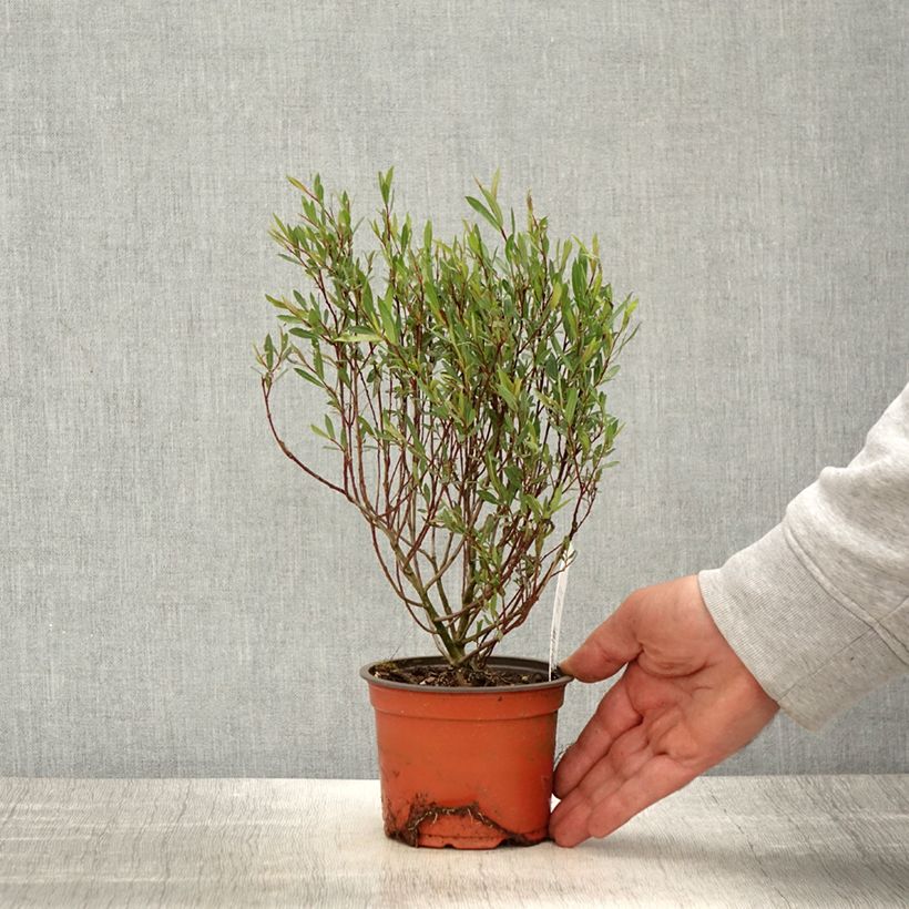 Spécimen de Salix purpurea Nana - Saule pourpre Godet de 9 cm tel que livré au printemps