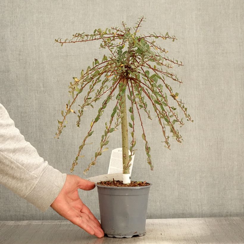 Spécimen de Salix repens Armando - Saule rampant Pot de 1,5L/2L, Tige de 30 cm tel que livré en automne