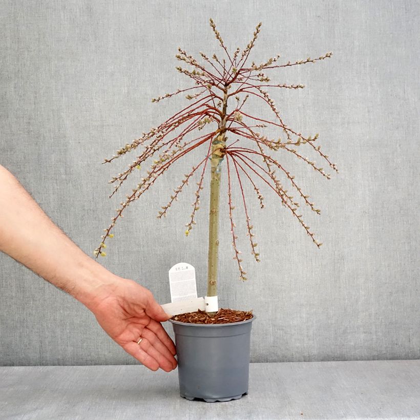 Spécimen de Salix repens Armando - Saule rampant - Pot de 1,5L/2L tel que livré au printemps