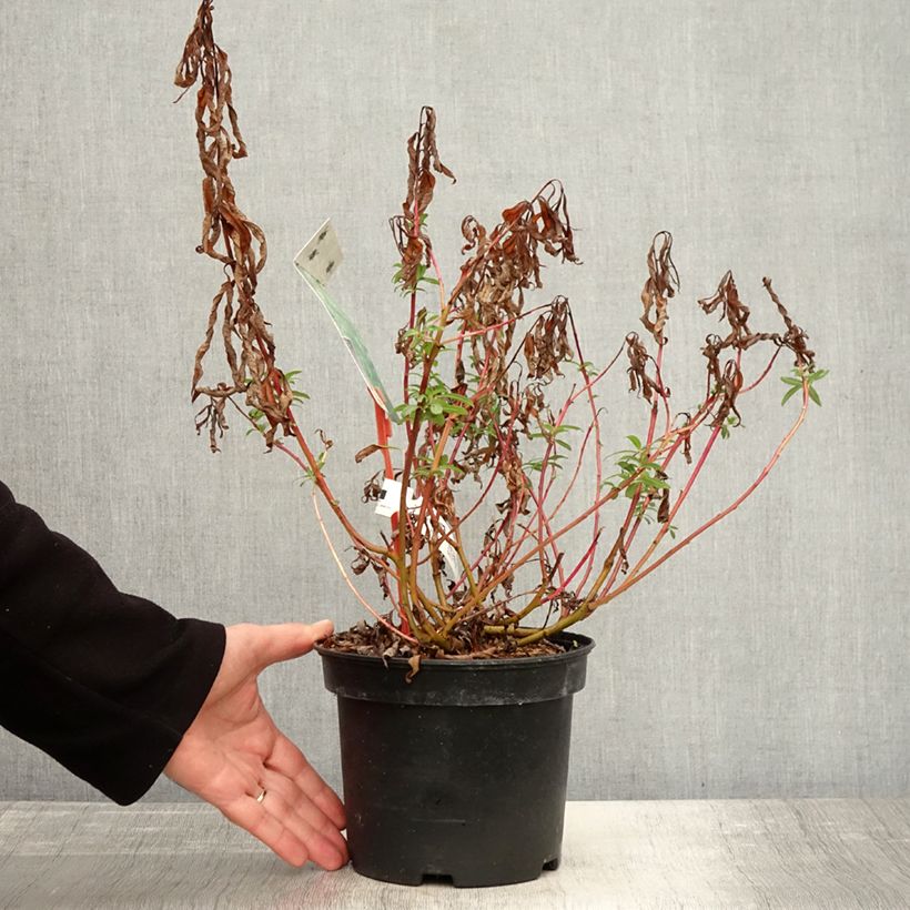 Spécimen de Salix sachalinensis Sekka - Saule de Sakhaline  Pot de 3L/4L tel que livré en automne