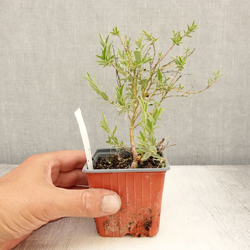 Spécimen de Salix subopposita - Saule nain Godet de 8/9 cm tel que livré en été