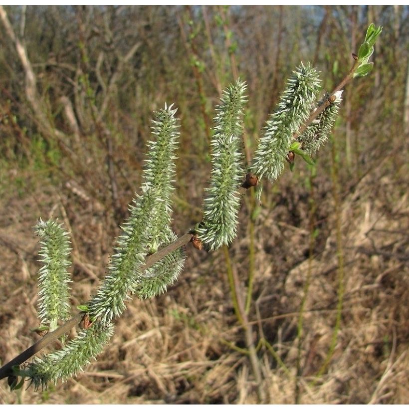 Salix (x) tetrapla - Saule (Floraison)