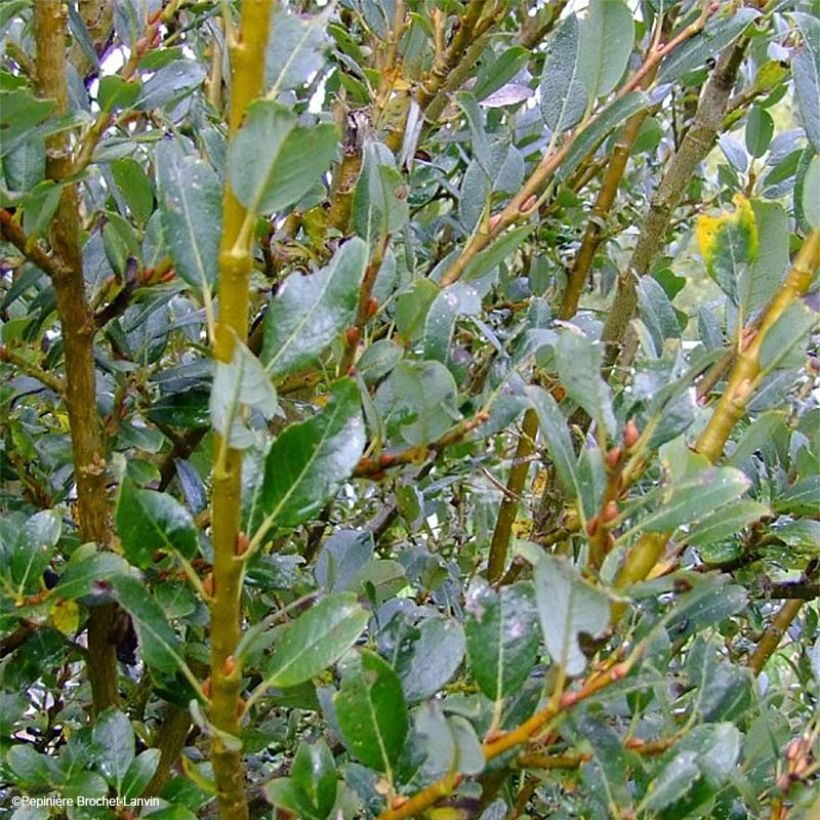 Salix (x) tetrapla - Saule (Feuillage)