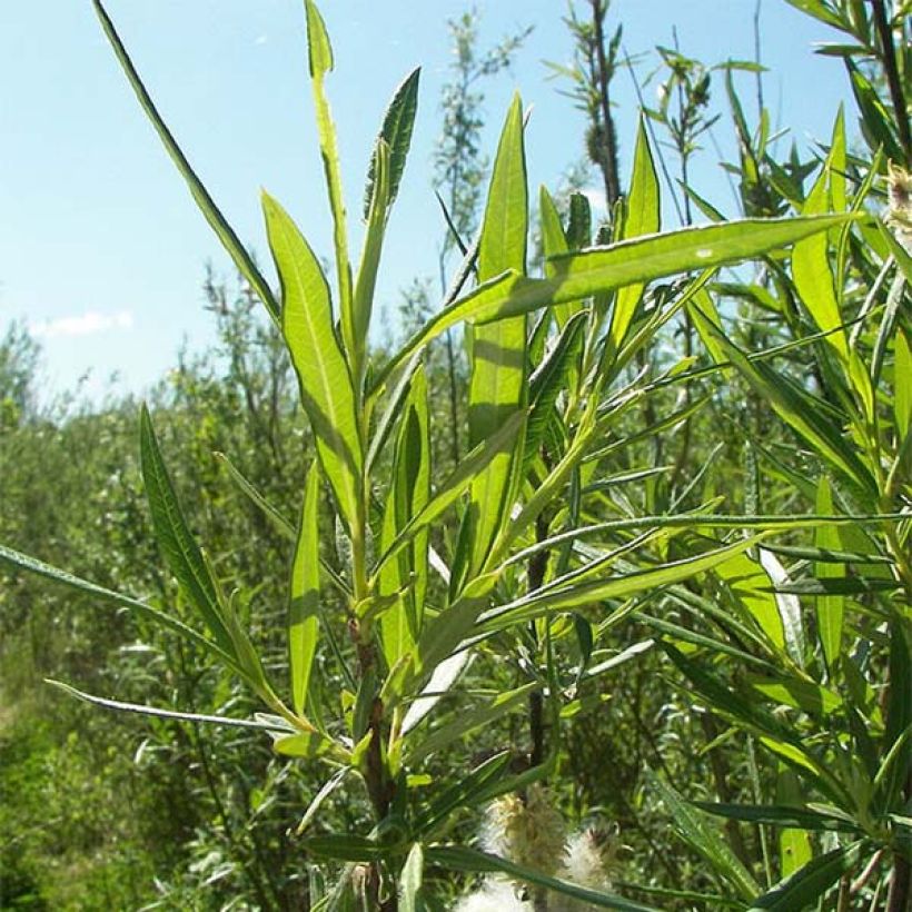 Salix viminalis - Saule des vanniers (Feuillage)