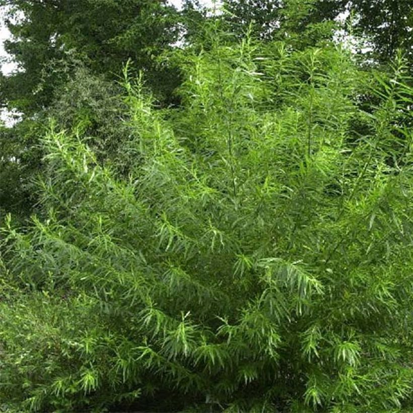 Salix viminalis - Saule des vanniers (Port)