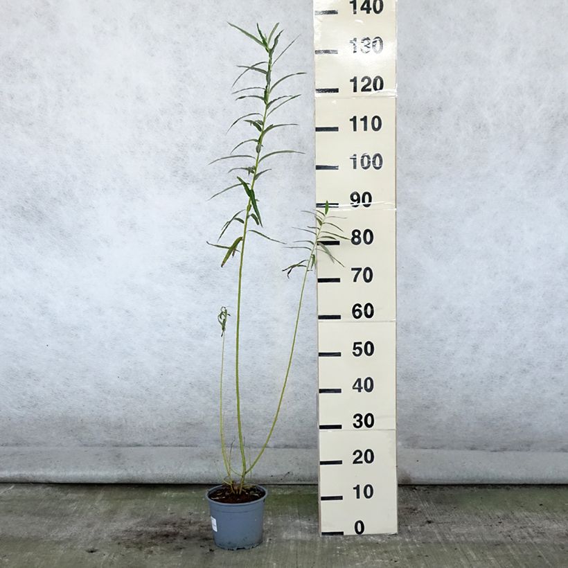 Spécimen de Salix viminalis - Saule des vanniers Pot de 1,5L/2L tel que livré en été