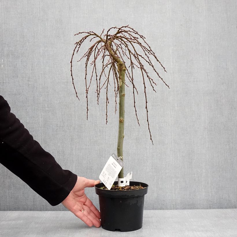 Spécimen de Salix (x) simulatrix - Saule nain Pot de 2L/3L, Tige de 40 cm tel que livré en hiver