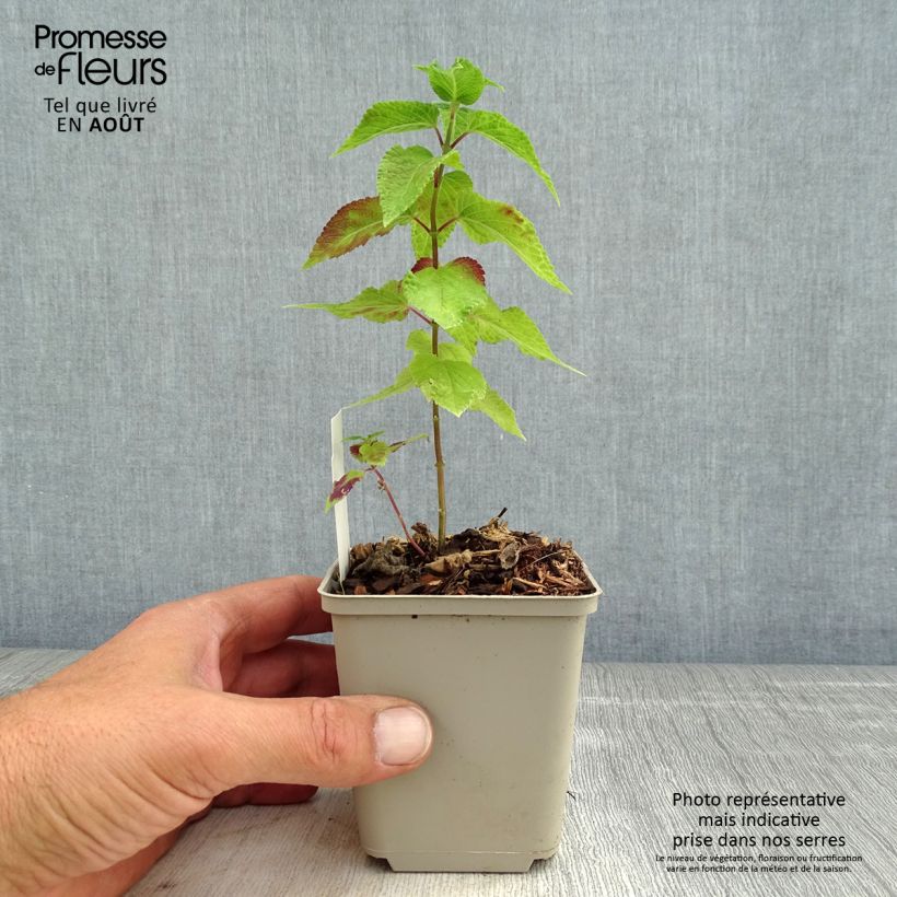 Spécimen de Salvia Amante - sauge hybride tel que livré en ete