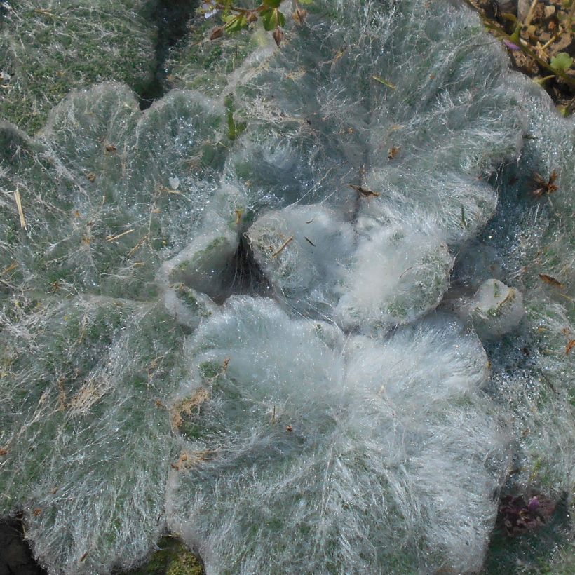 Sauge argentée - Salvia argentea  (Feuillage)