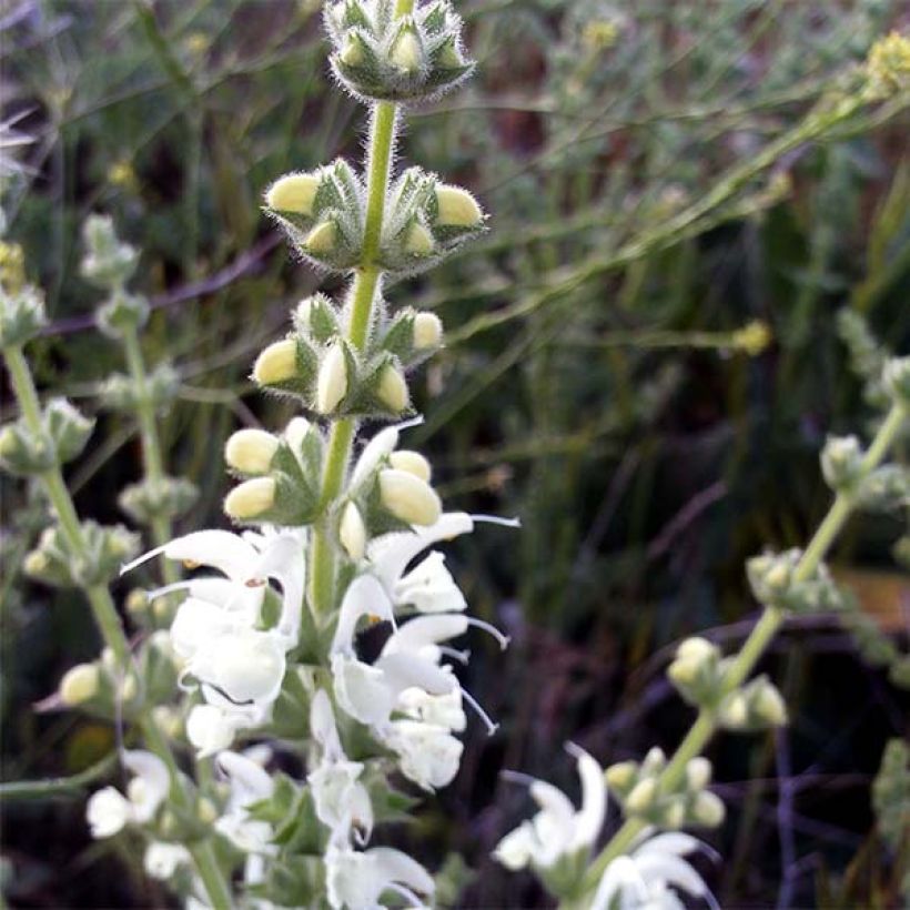 Sauge argentée - Salvia argentea  (Floraison)