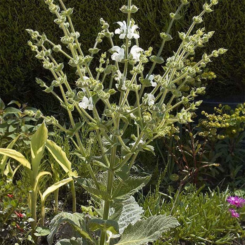 Sauge argentée - Salvia argentea  (Port)