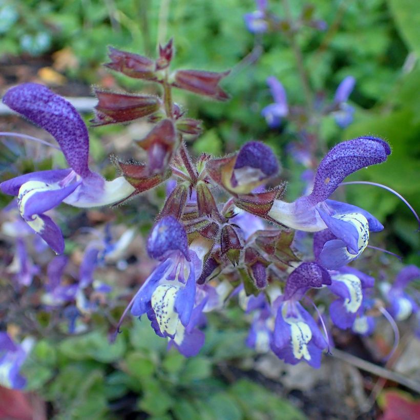 Sauge - Salvia forsskaolei  (Floraison)