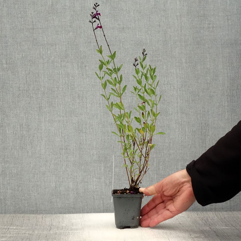 Spécimen de Sauge arbustive Violette de Loire - Salvia jamensis Godet de 8/9 cm tel que livré en été