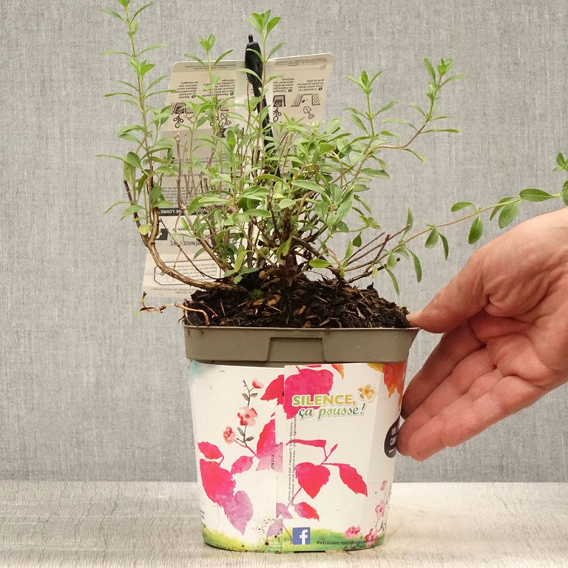 Spécimen de Sauge arbustive Violette de Loire - Salvia jamensis Pot de 2L/3L tel que livré en été