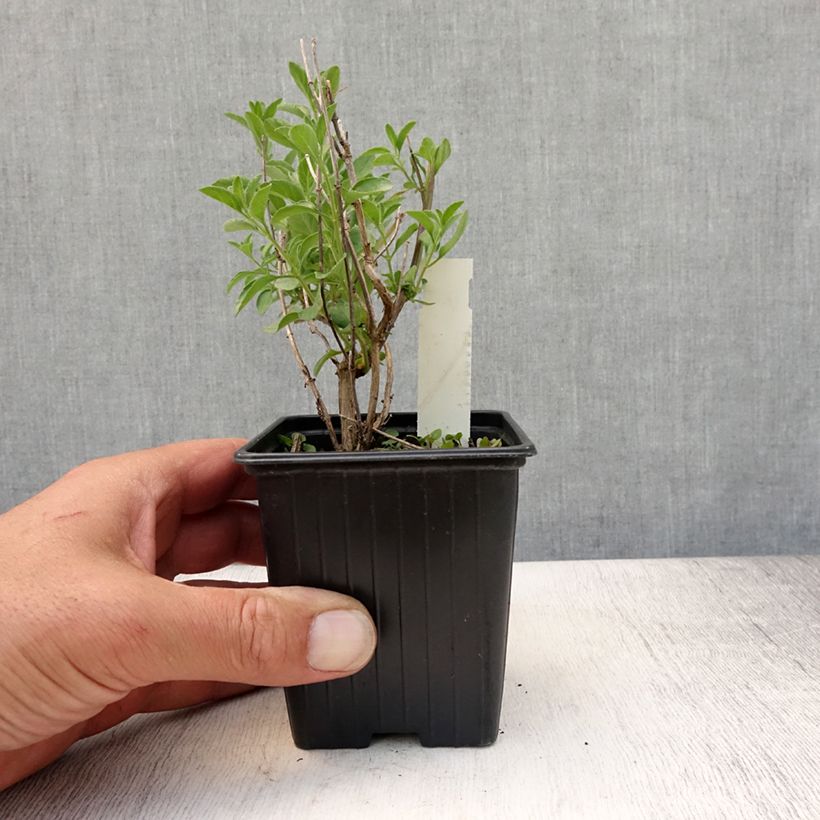 Spécimen de Salvia microphylla Delice Aquamarine - sauge arbustive Godet de 8/9 cm tel que livré en été