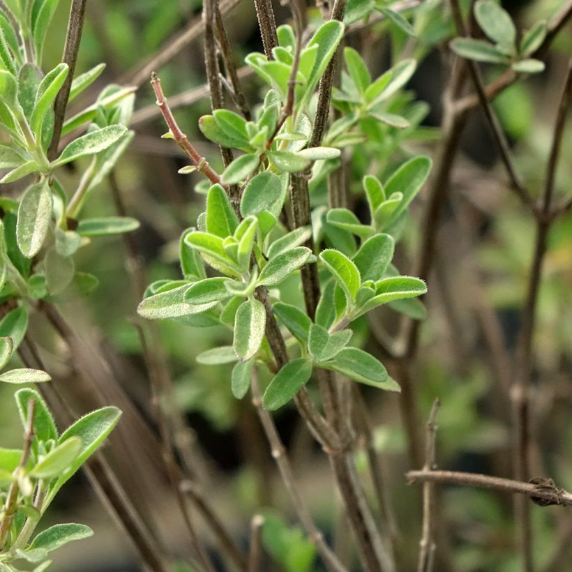 Salvia microphylla Delice Fiona - Sauge arbustive (Feuillage)