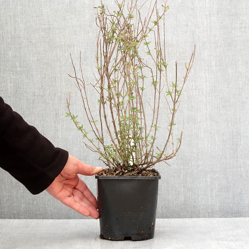 Spécimen de Salvia microphylla Delice Fiona - Sauge arbustive Pot de 2L/3L tel que livré en hiver