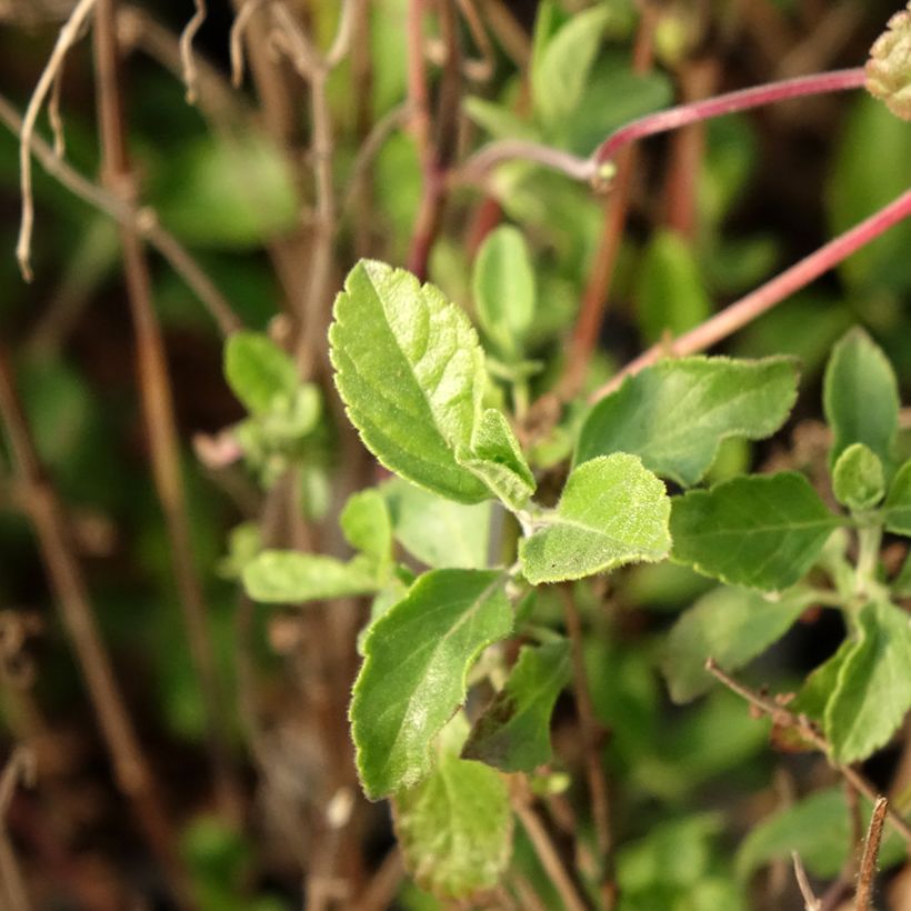 Salvia microphylla Little Kiss - sauge arbustive (Feuillage)