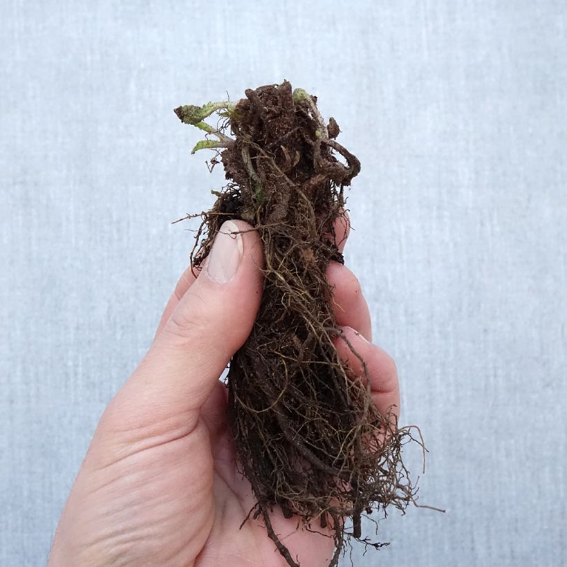 Spécimen de Salvia nemorosa Blauhügel - Racines nues tel que livré en hiver