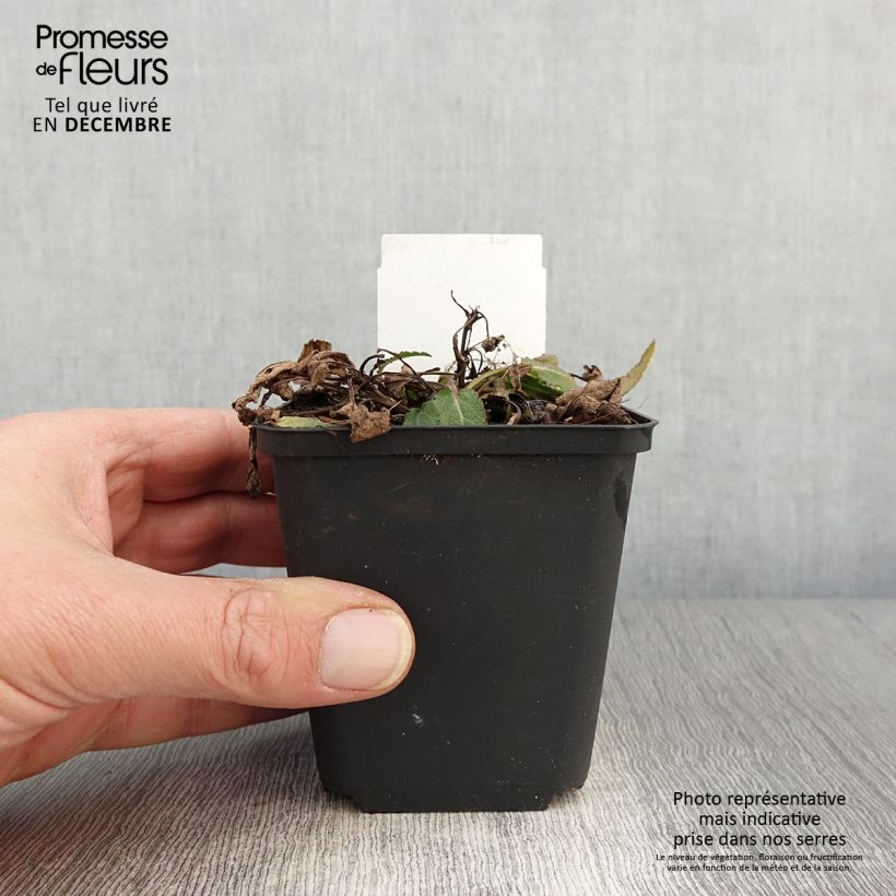 Spécimen de Salvia nemorosa Blue Bouquetta - Sauge des bois Godet de 8/9 cm tel que livré en automne