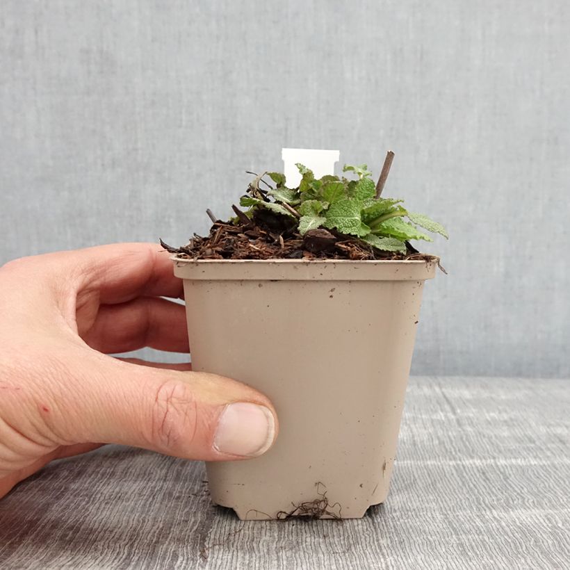 Spécimen de Salvia nemorosa Blue Bouquetta - Sauge des bois - Godet de 8/9 cm tel que livré au printemps