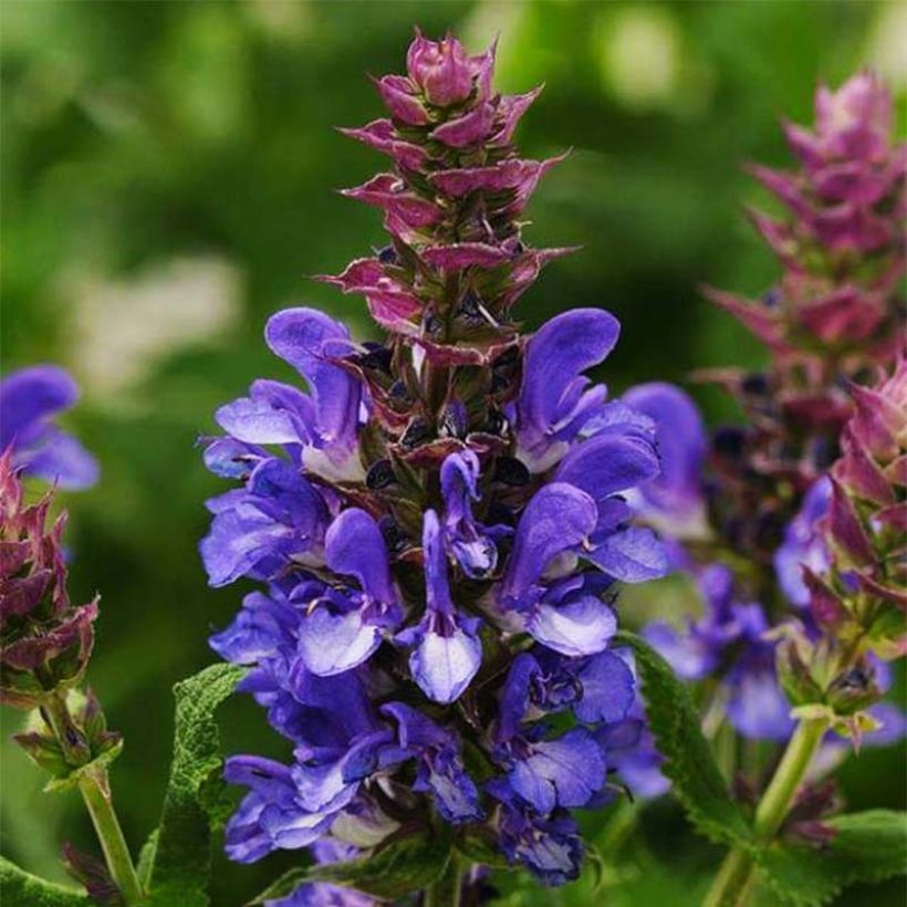 Salvia nemorosa Blue Marvel - Sauge des bois (Floraison)