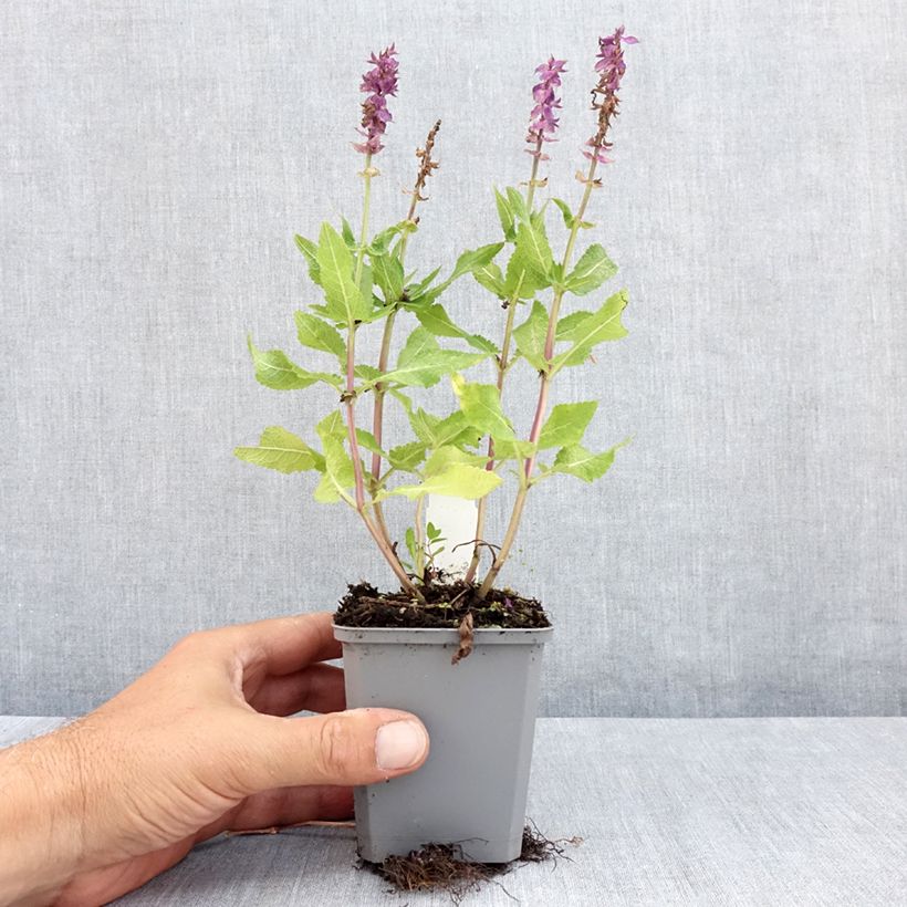 Spécimen de Salvia nemorosa Blue Marvel - Sauge des bois Godet de 8/9 cm tel que livré en été