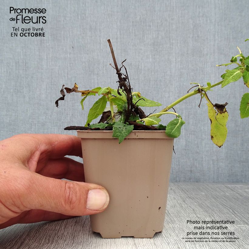 Spécimen de Salvia nemorosa Bumblesky Godet de 8/9 cm tel que livré en automne