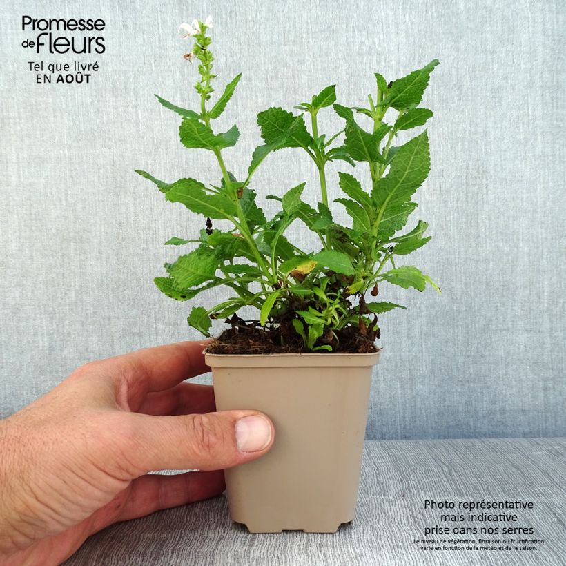 Spécimen de Salvia nemorosa Bumblesnow - Sauge des bois Godet de 8/9 cm tel que livré en été