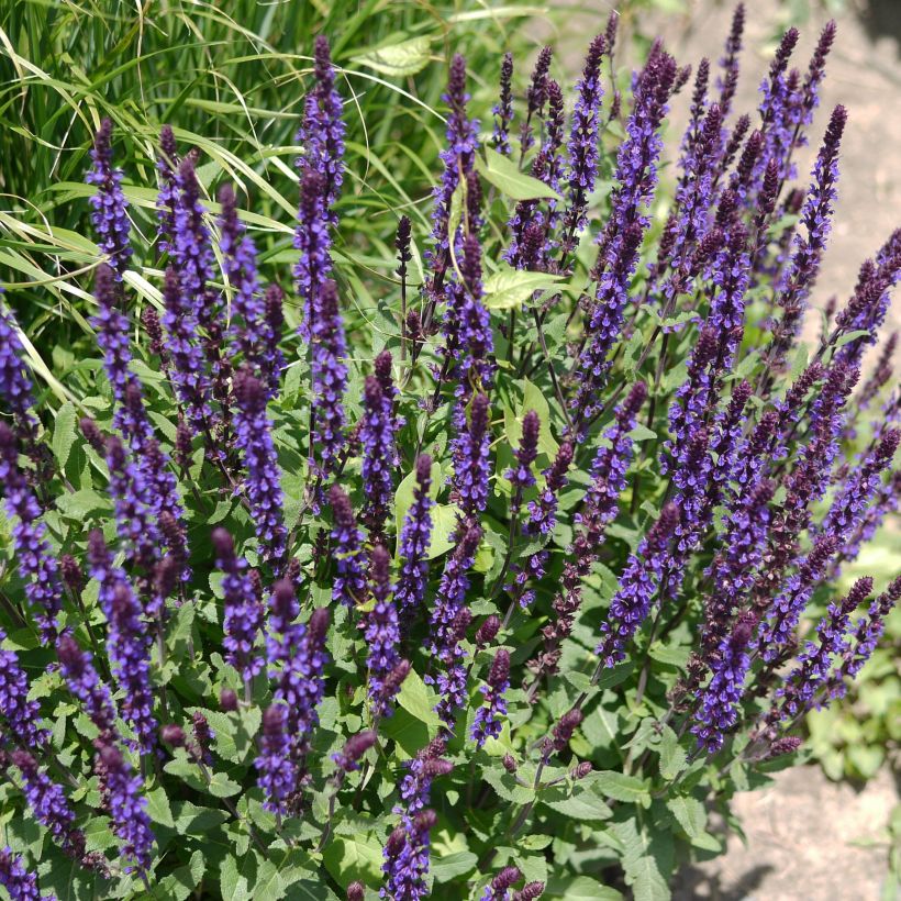 Sauge - Salvia nemorosa Caradonna (Port)