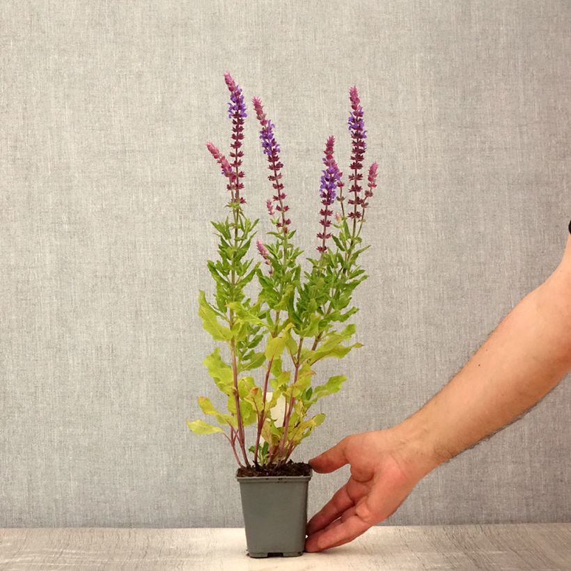 Spécimen de Salvia nemorosa Caradonna Compact - Sauge des bois Godet de 8/9 cm tel que livré en été