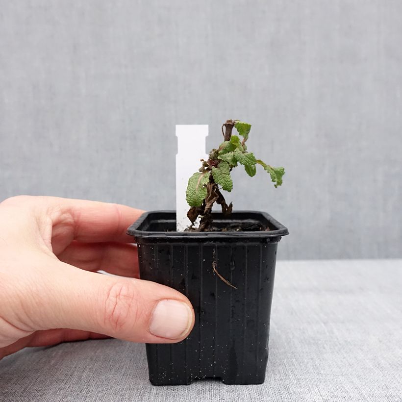 Spécimen de Salvia nemorosa Katsjing - Sauge des bois Godet de 8/9 cm tel que livré en hiver