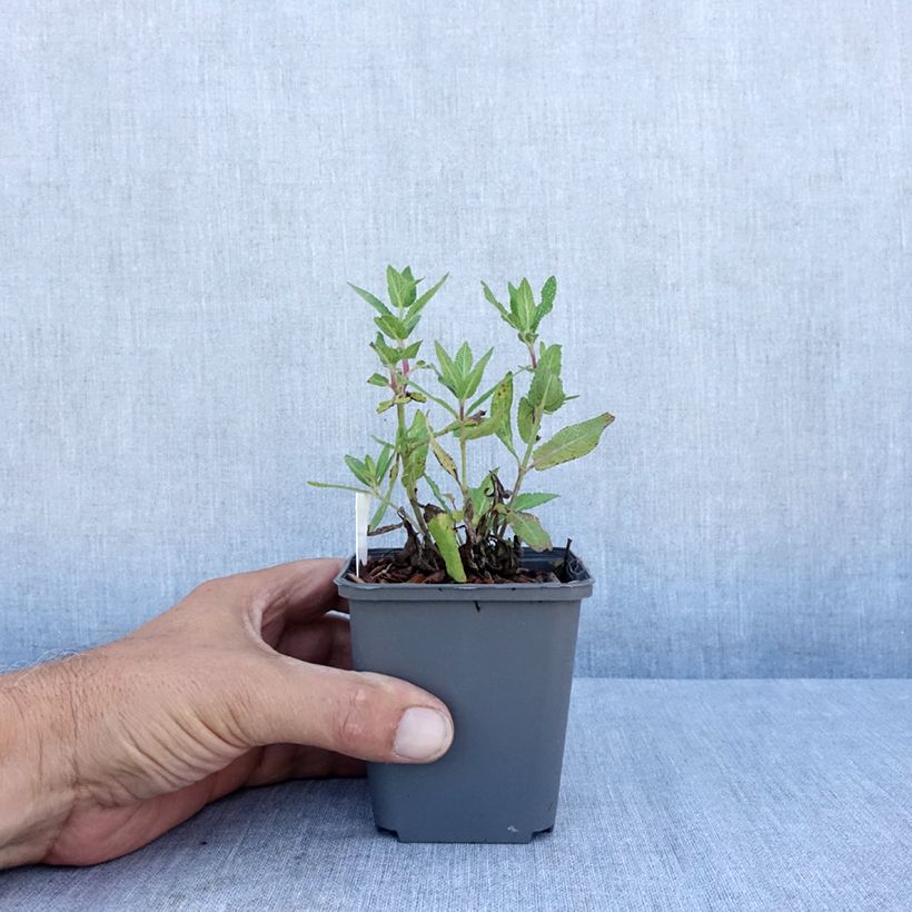 Spécimen de Salvia nemorosa Lubecca - Sauge des bois Godet de 8/9 cm tel que livré en été