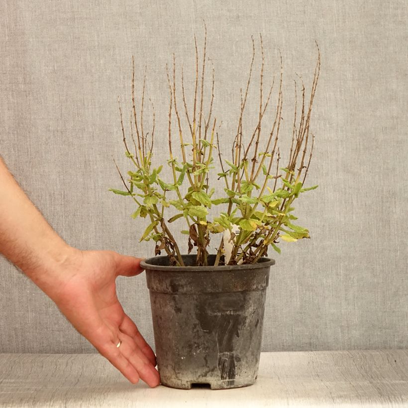Spécimen de Salvia nemorosa Lyrical Rose - Sauge des bois - Pot de 2L/3L tel que livré en été