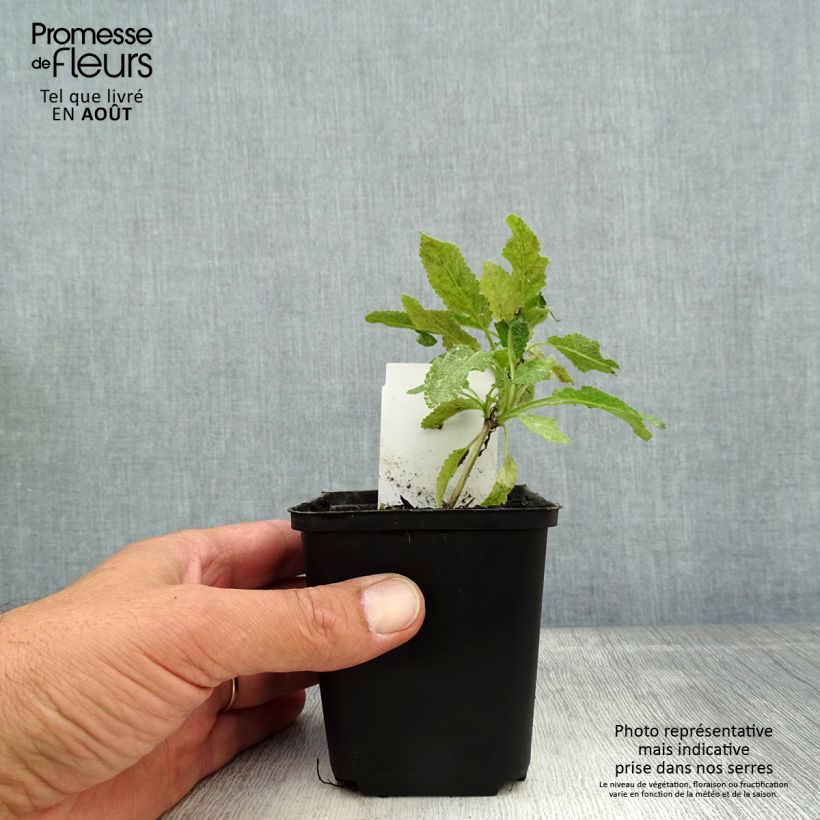 Example of Salvia nemorosa Marcus Haeumanarc - Sauge des bois as you get in ete