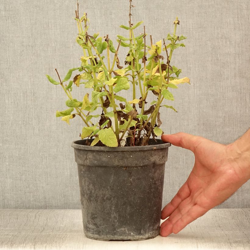 Spécimen de Salvia nemorosa Marcus Haeumanarc - Sauge des bois Pot de 2L/3L tel que livré en été