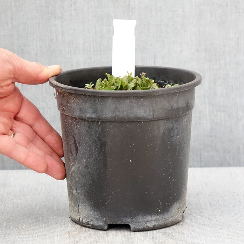 Spécimen de Salvia nemorosa Marcus Haeumanarc - Sauge des bois - Pot de 2L/3L tel que livré au printemps