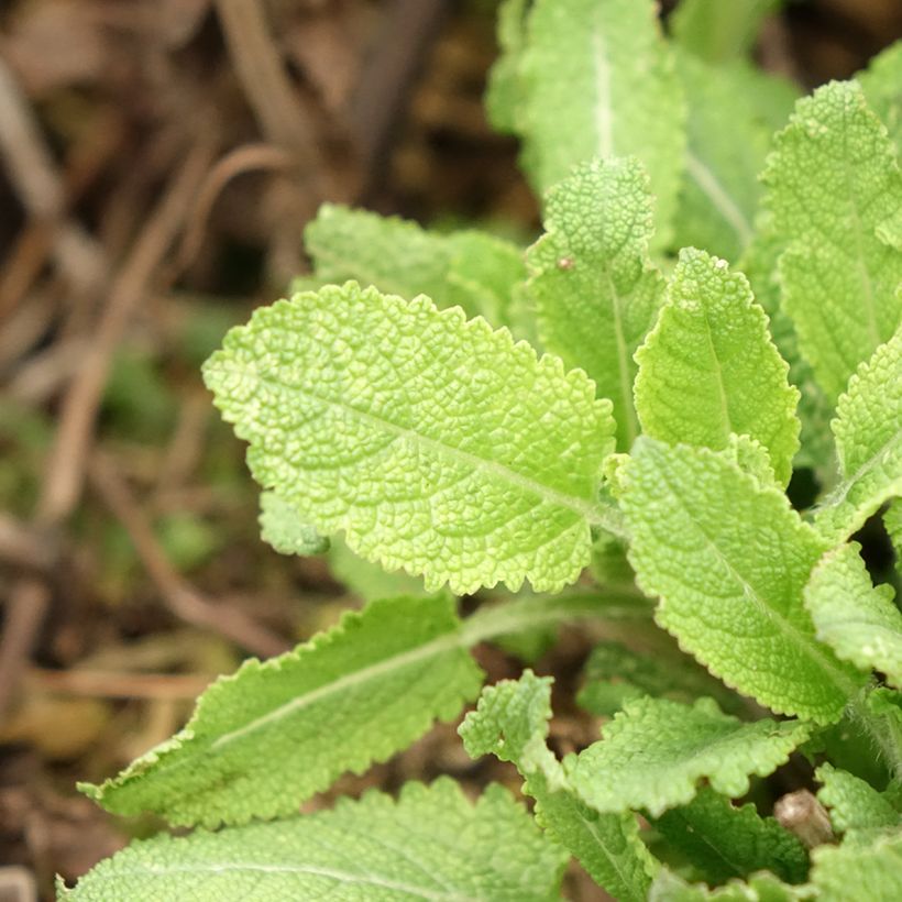 Salvia nemorosa Midnight Rose - Sauge des bois (Feuillage)