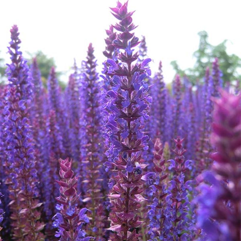 Salvia nemorosa Ostfriesland - Sauge des bois (Floraison)