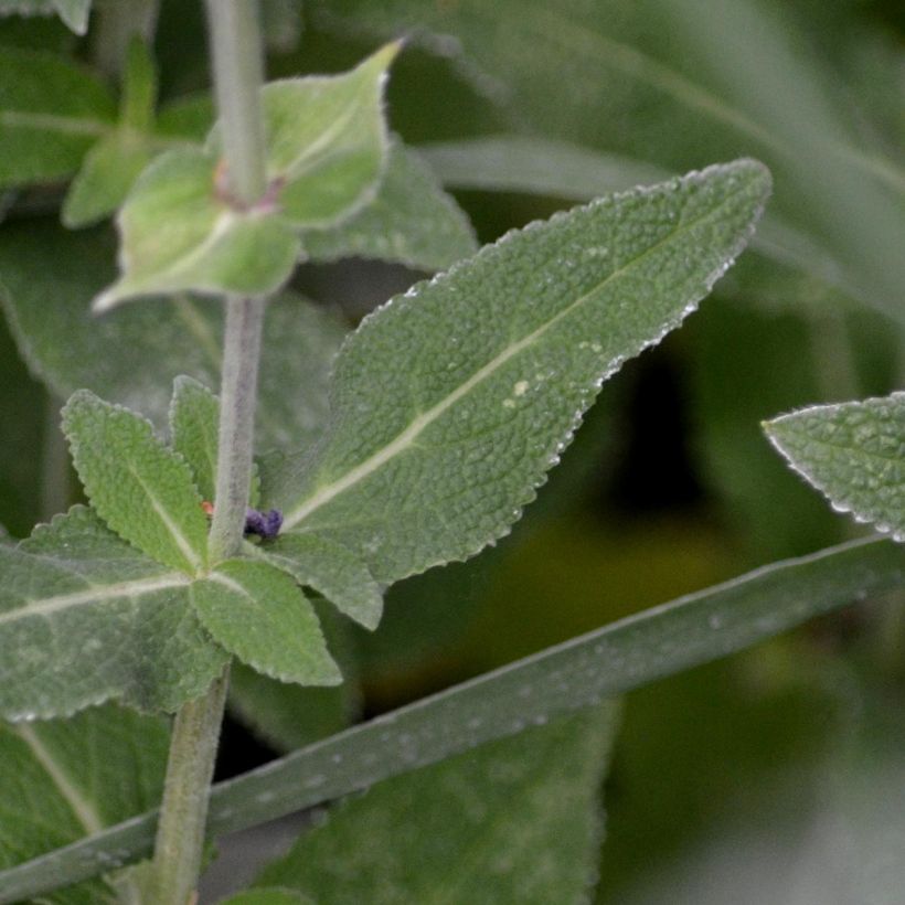 Salvia nemorosa Ostfriesland - Sauge des bois (Feuillage)