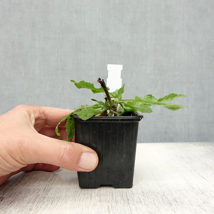 Spécimen de SALVIA nemorosa Rose Queen (Rosakönigin) - Sauge des bois  Godet de 8/9 cm tel que livré en automne