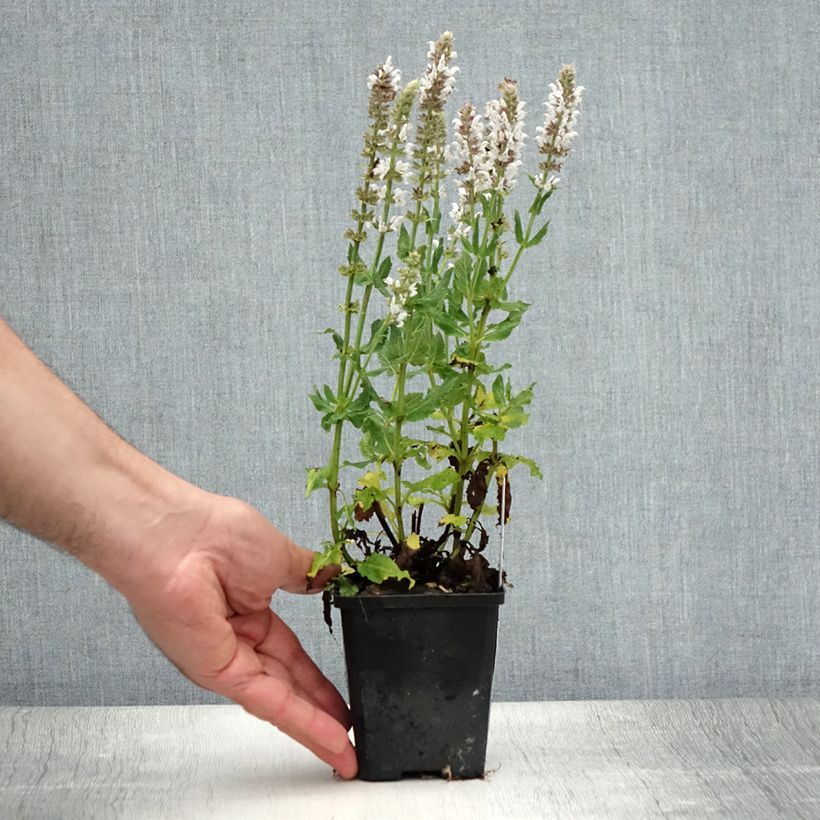 Spécimen de Salvia nemorosa Salute White - Sauge des bois Godet de 8/9 cm tel que livré en été
